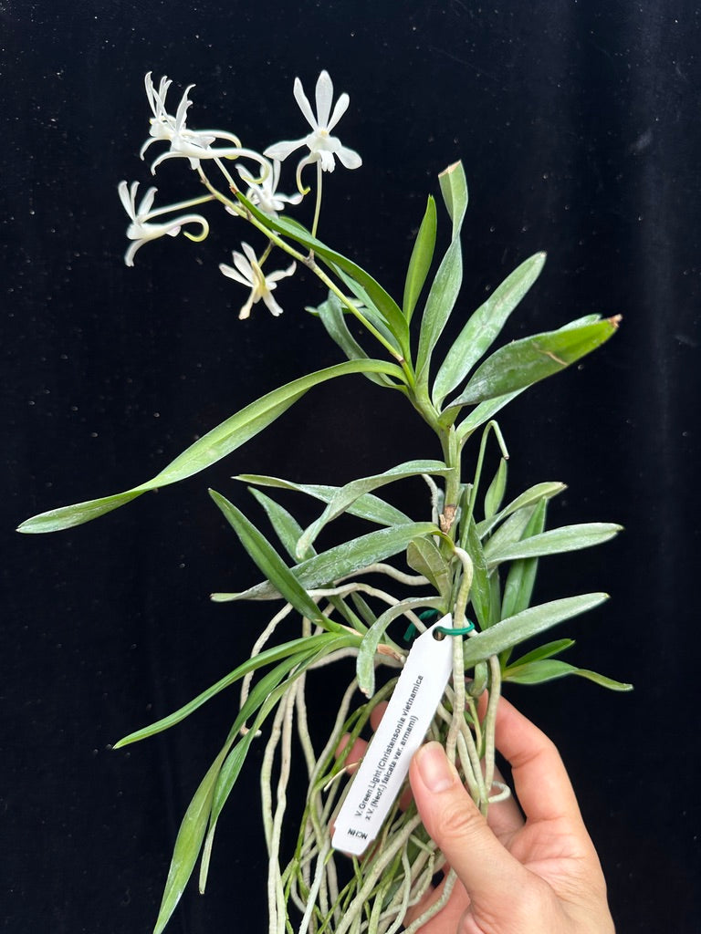 Vanda Green Light - Seed Grown