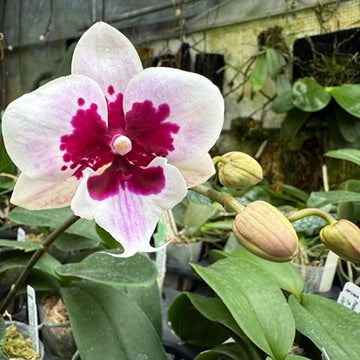 Phalaenopsis Lioulin Hot Lip (clone)