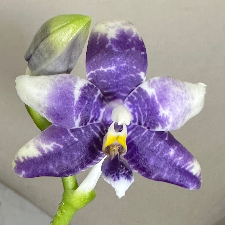 Phalaenopsis LL Blue Parrot - KM3441