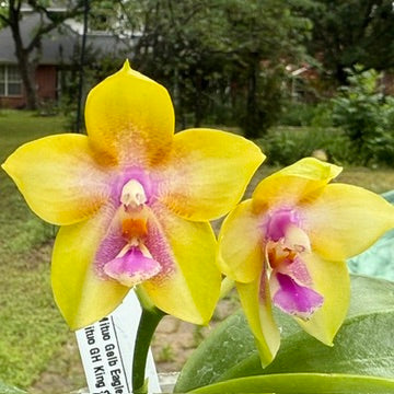 Phalaenopsis Mituo Gelb Eagle x Mituo GH King Star 250515A Flowering