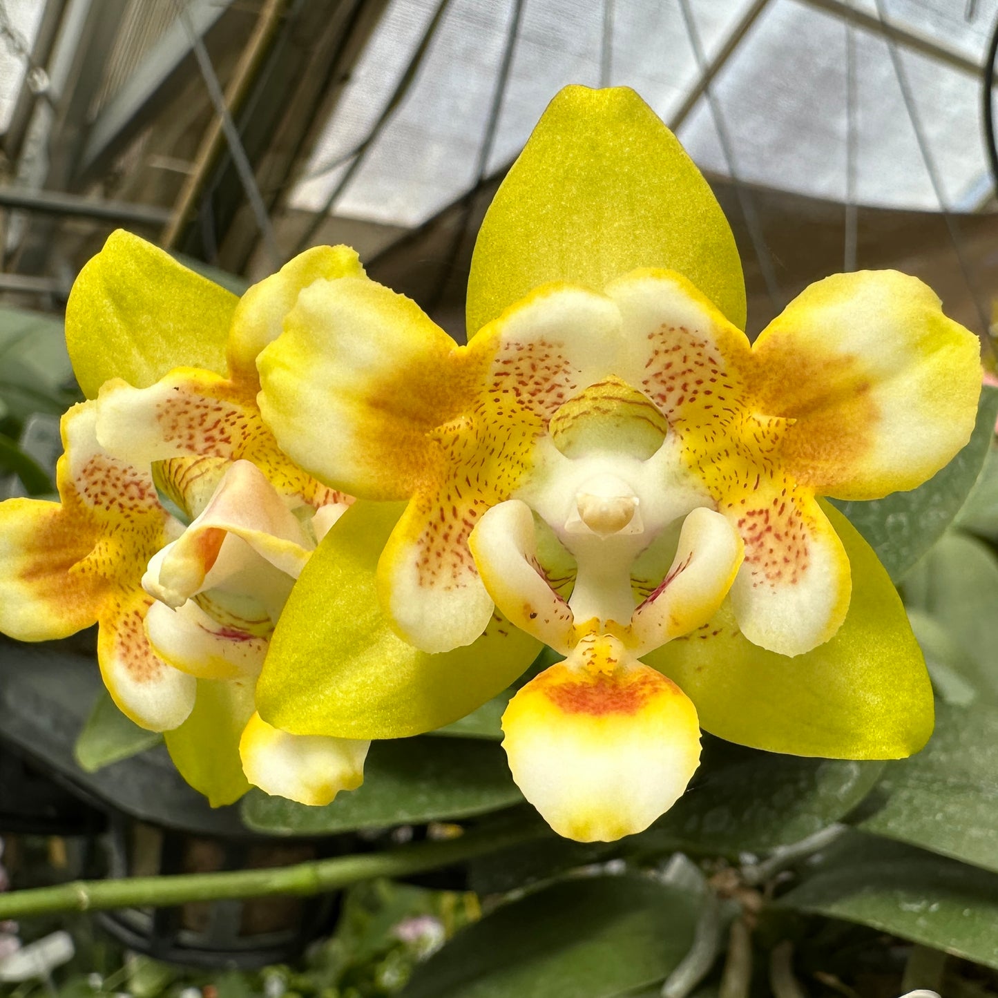 Phalaenopsis Norman's Yellow Batman (peloric) Spiking