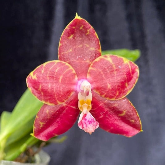 Phalaenopsis Brother Ambo Passion 'Orchid Konnection' 230625