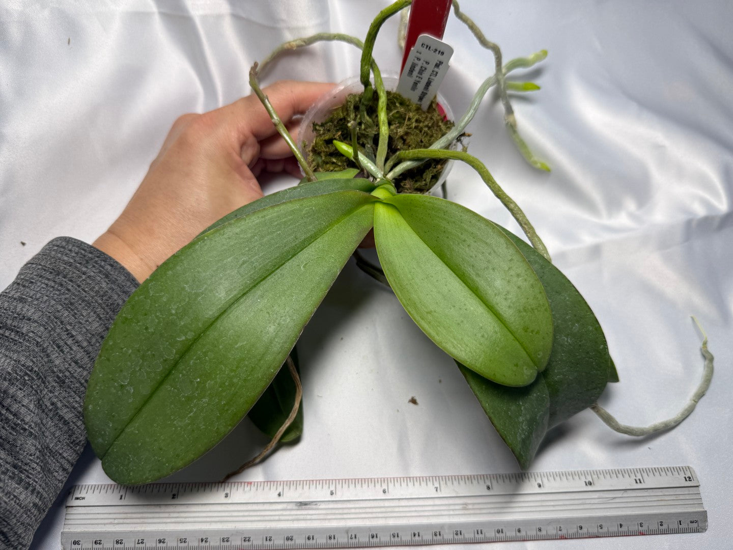 Phalaenopsis CTL Lindenii Stripes 'CTL#1' Spiking