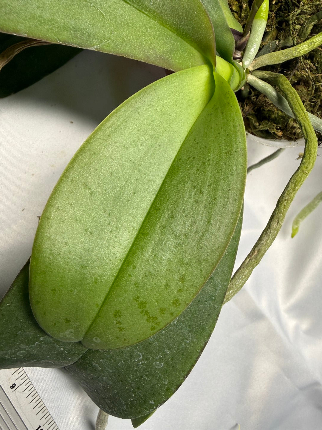 Phalaenopsis CTL Lindenii Stripes 'CTL#1' Spiking