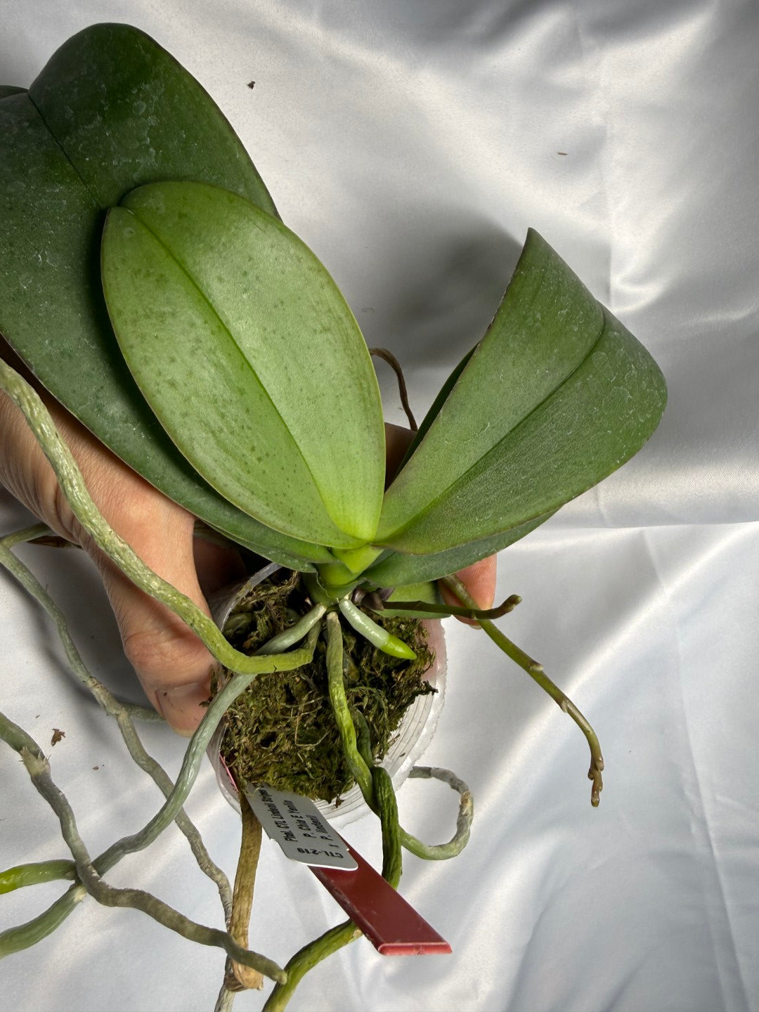 Phalaenopsis CTL Lindenii Stripes 'CTL#1' Spiking