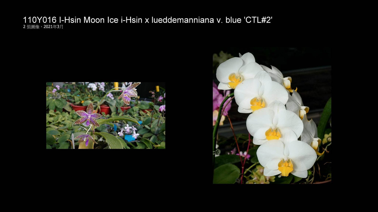 Phalaenopsis (I-Hsin Moon Ice x lueddemanniana v. blue) Seedlings