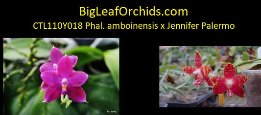 Phalaenopsis (amboinensis 'I-Lan' x Jennifer Palermo) - Seedlings