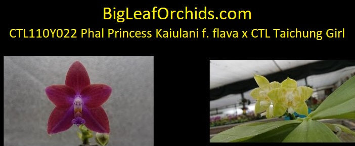 Phalaenopsis (Princess Kaiulani f. flava x CTL Taichung Girl) Seed Grown