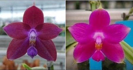 Phalaenopsis (Zheng Min Canary-violacea x CTL Taichung Girl) Seed Grown