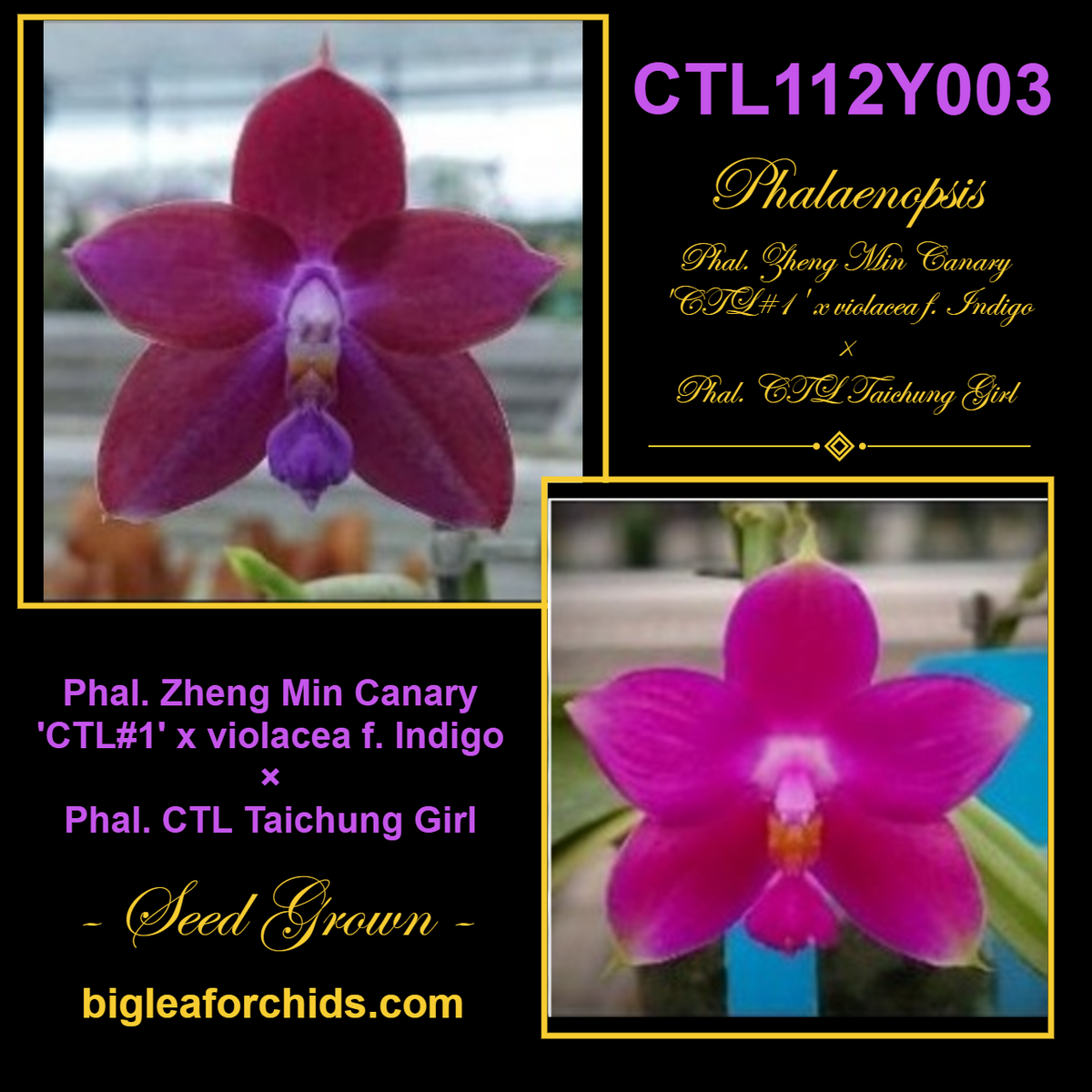 Phalaenopsis (Zheng Min Canary-violacea x CTL Taichung Girl) Seed Grown