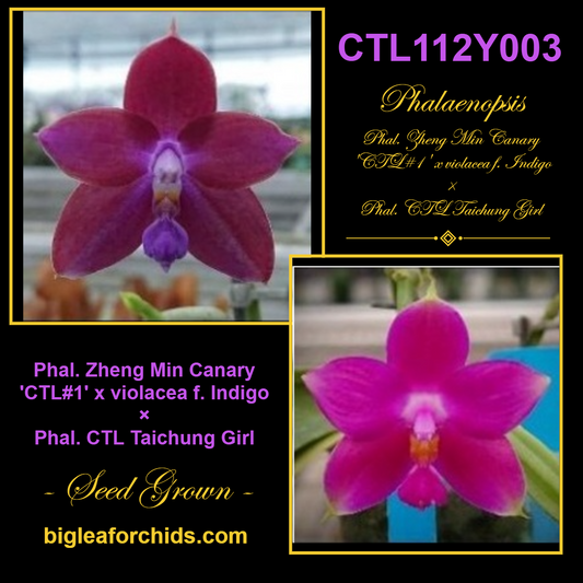 Phalaenopsis (Zheng Min Canary-violacea x CTL Taichung Girl) Seed Grown