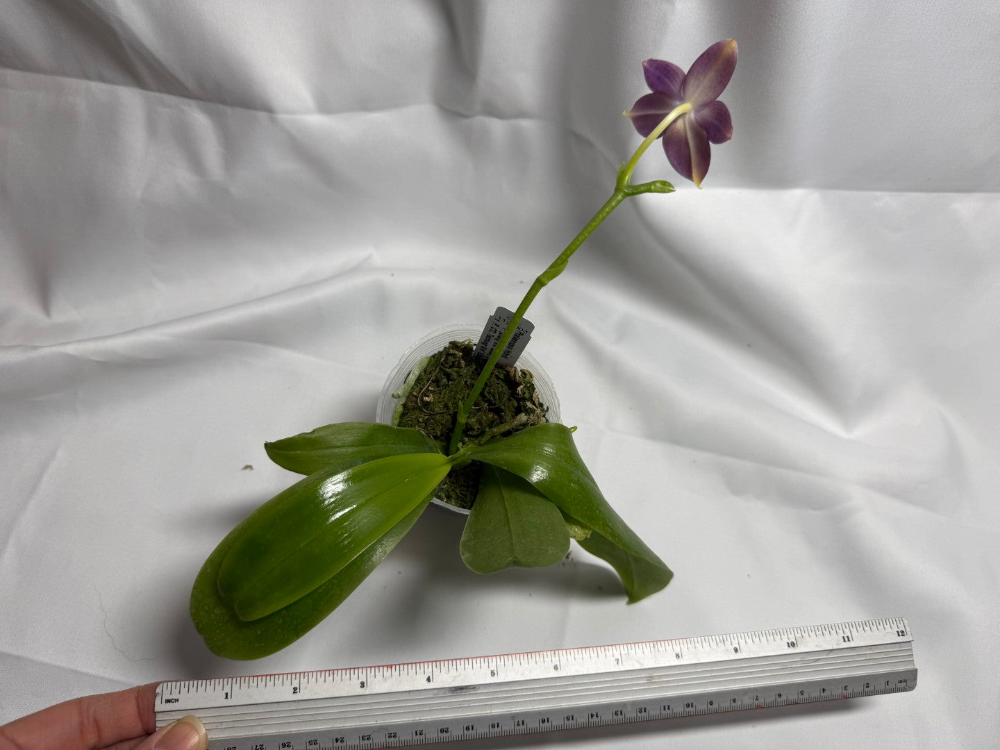 Phalaenopsis (Zheng Min Canary-violacea x CTL Taichung Girl) 251202 Flowering