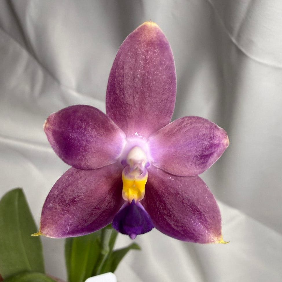 Phalaenopsis (Zheng Min Canary-violacea x CTL Taichung Girl) 251202 Flowering