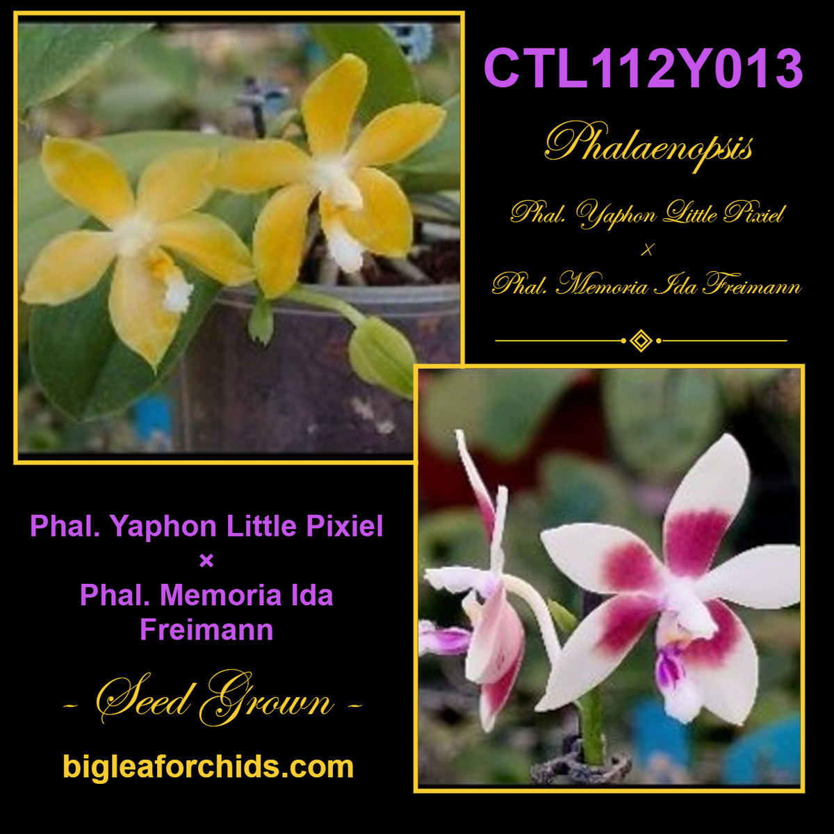 Phalaenopsis Yaphon Little Pixiel x Memoria Ida Freimann