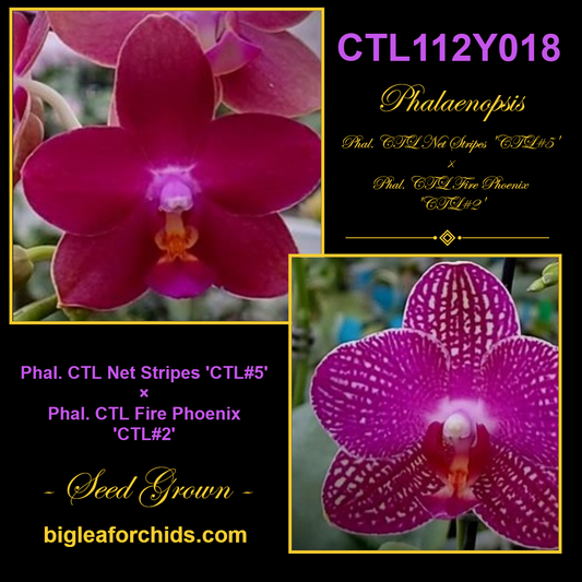 CTL112y018 Phalaenopsis CTL Fire Phoenix 'CTL#2' X CTL Net Stripes 'CTL#5 - seed grown