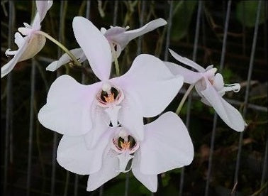 Phalaenopsis amabilis x sib (from Surabaya) - seed grown