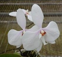 Phalaenopsis amabilis x sib (from Surabaya) - seed grown