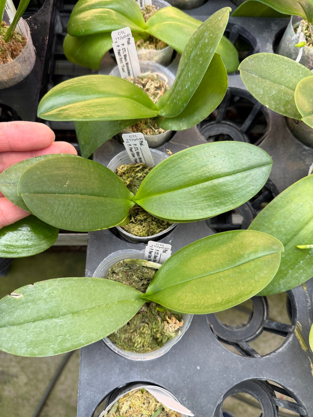 CTL112y045 - Phalaenopsis (CTL Macu Michollens x Pearl Gem 'flava') Seed Grown
