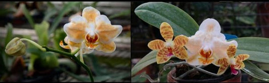 CTL112y045 - Phalaenopsis (CTL Macu Michollens x Pearl Gem 'flava') Seed Grown
