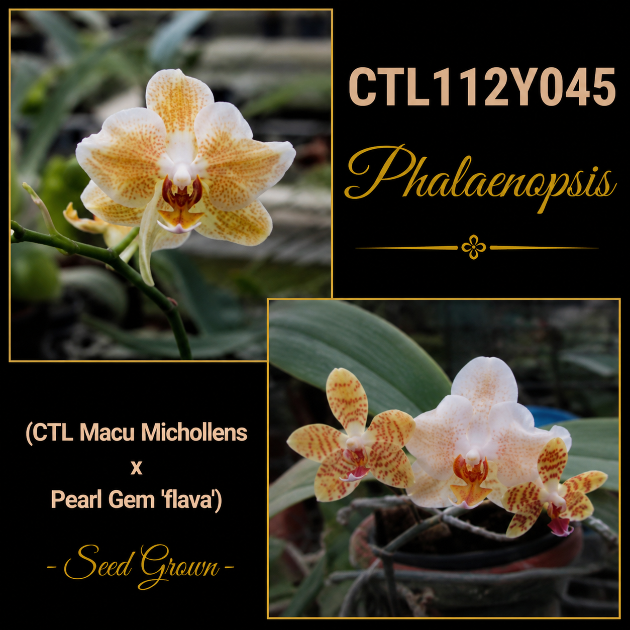 CTL112y045 - Phalaenopsis (CTL Macu Michollens x Pearl Gem 'flava') Seed Grown