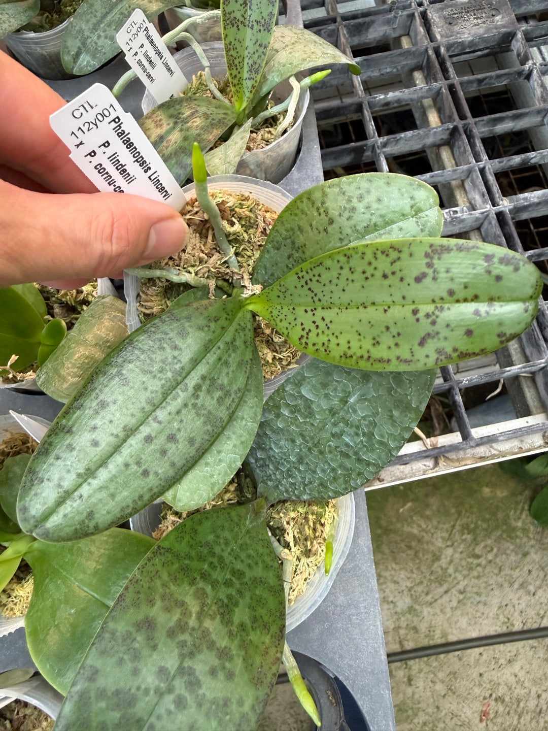 CTL112y001 Phalaenopsis Lincervi (lindenii X cornu-cervi) - Seed Grown