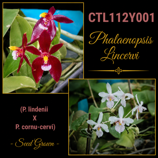 CTL112y001 Phalaenopsis Lincervi (lindenii X cornu-cervi) - Seed Grown