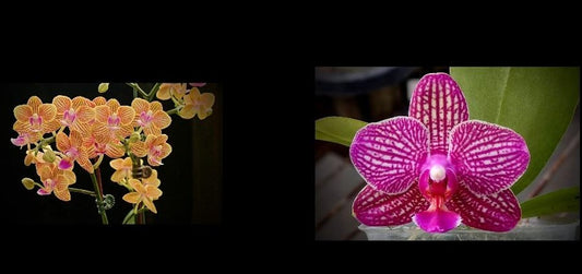 Phalaenopsis Long Pride Penelope x (Chih Shang's Stripes - Yungho Princess Gelb)