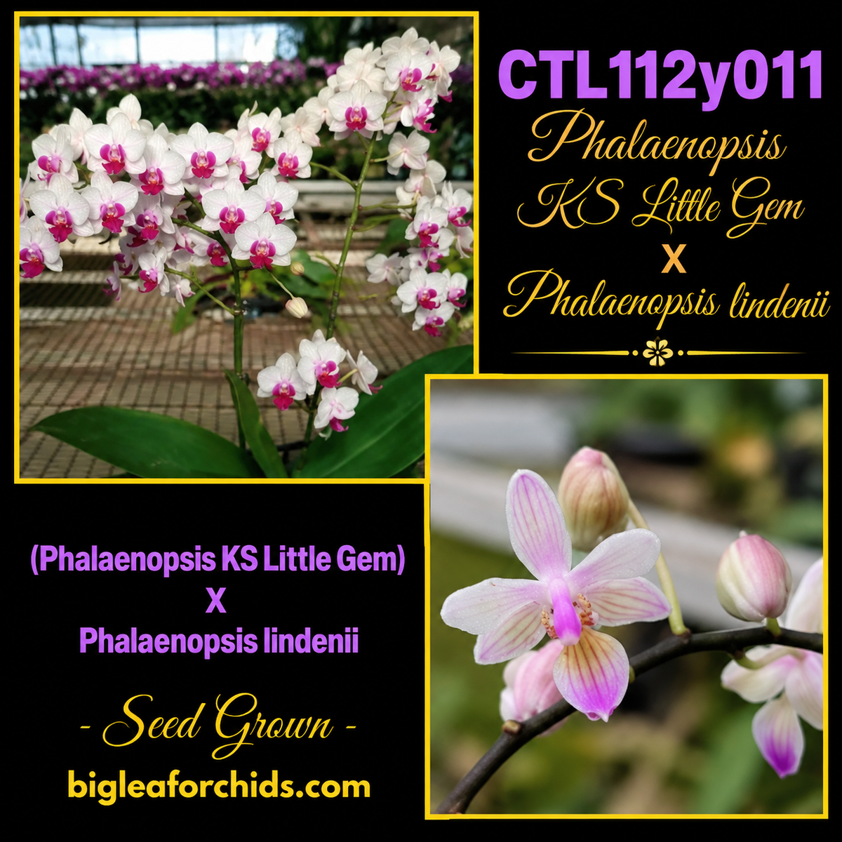 Phalaenopsis KS Little Gem x Phalaenopsis lindenii