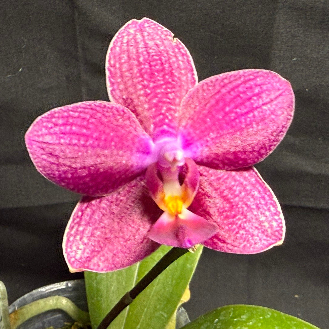 CTL112y018 Phalaenopsis CTL Fire Phoenix X CTL Net Stripes - seed grown 260708 Flowering
