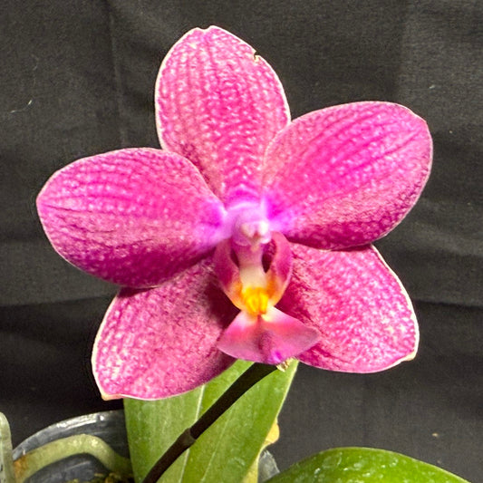 CTL112y018 Phalaenopsis CTL Fire Phoenix 'CTL#2' X CTL Net Stripes 'CTL#5 - seed grown