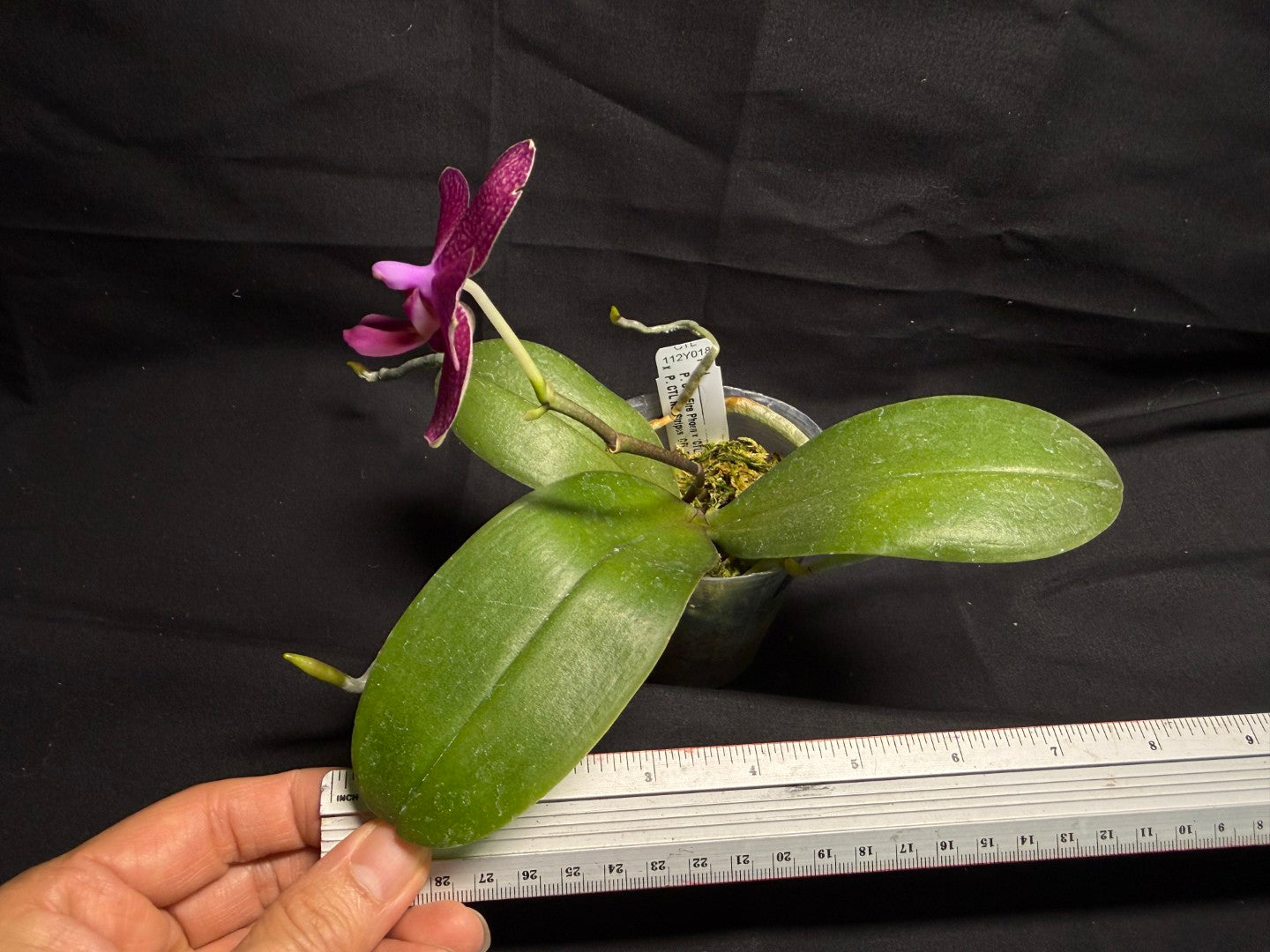CTL112y018 Phalaenopsis CTL Fire Phoenix X CTL Net Stripes - seed grown 260708 Flowering