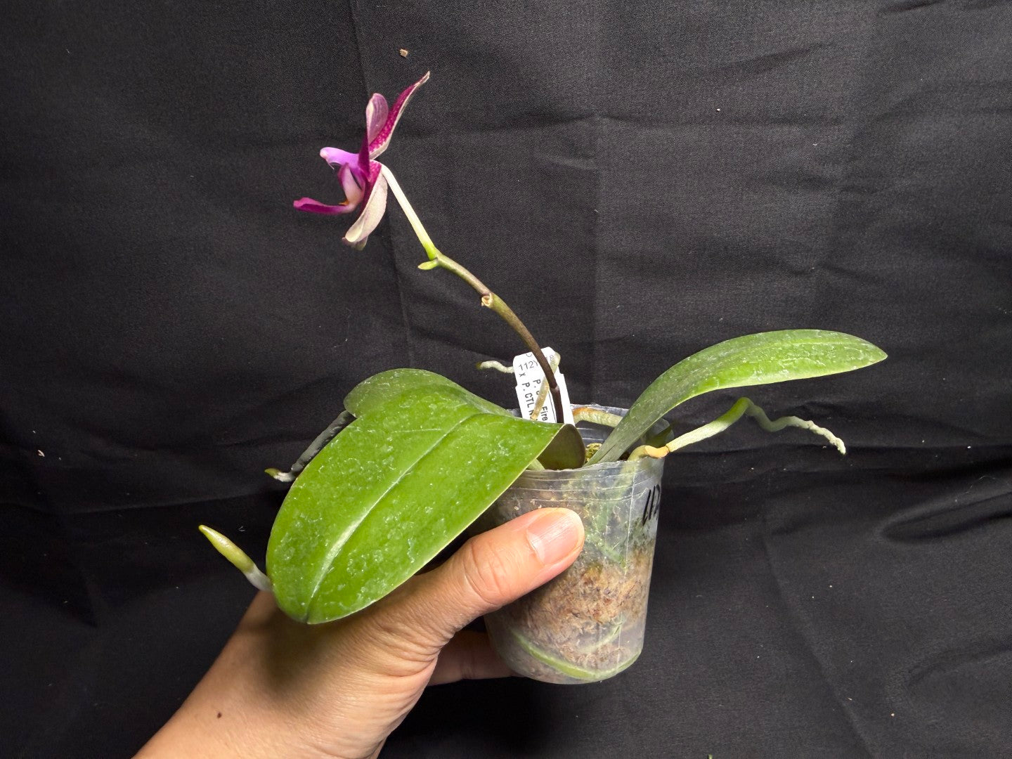 CTL112y018 Phalaenopsis CTL Fire Phoenix X CTL Net Stripes - seed grown 260708 Flowering
