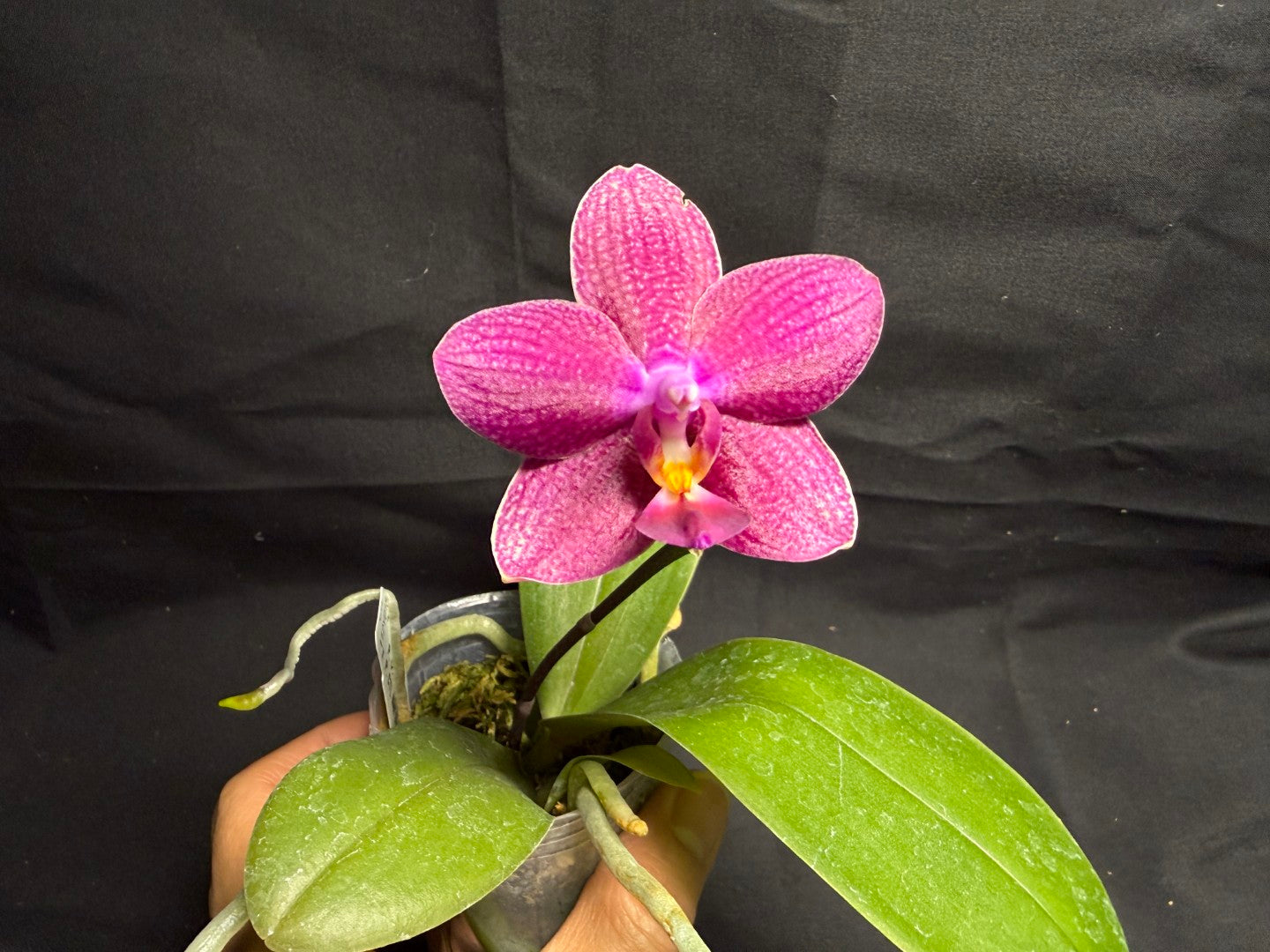 CTL112y018 Phalaenopsis CTL Fire Phoenix X CTL Net Stripes - seed grown 260708 Flowering