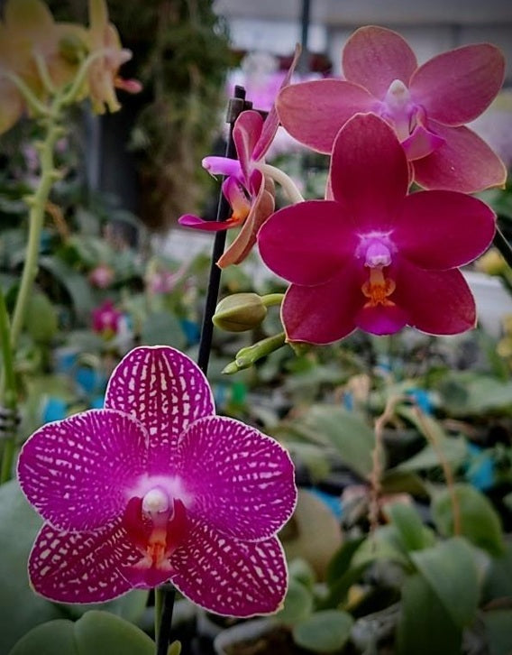 Phalaenopsis CTL Fire Phoenix 'CTL#2' X CTL Net Stripes 'CTL#5 - seed grown