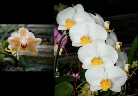 Phalaenopsis I-Hsin Moon Ice x (Little Gem Stripes - Taida Pearl) 'flava'