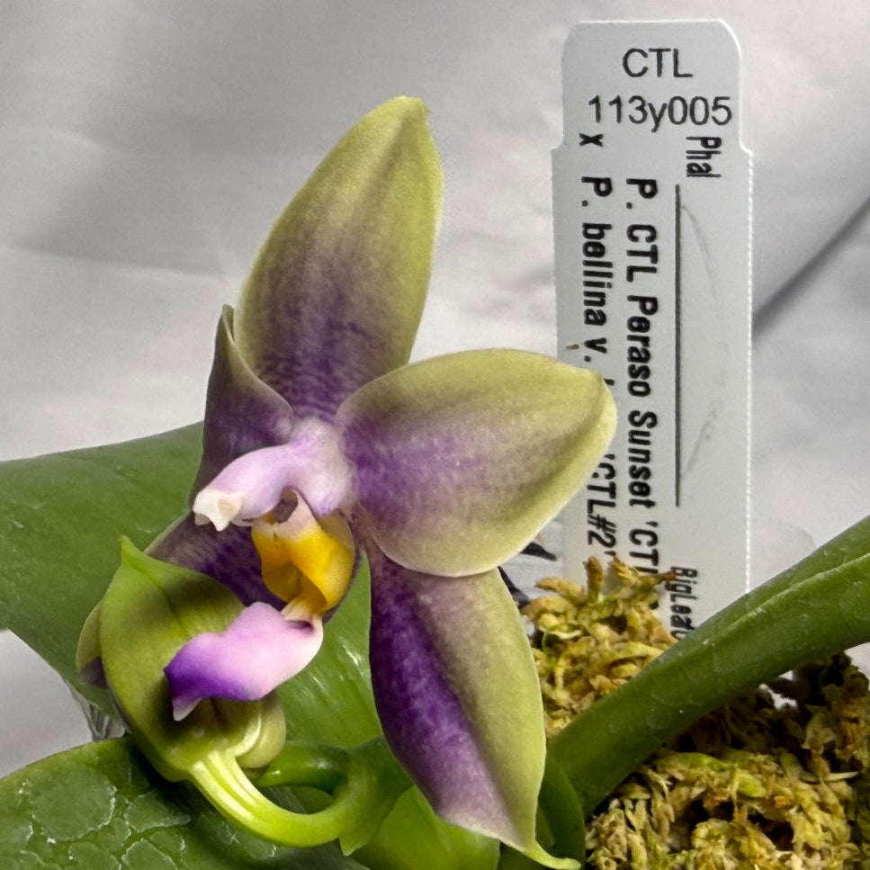 CTL113y005 - Phalaenopsis (CTL Peraso Sunset x bellina) Seed Grown 260612 Flowering (Copy)