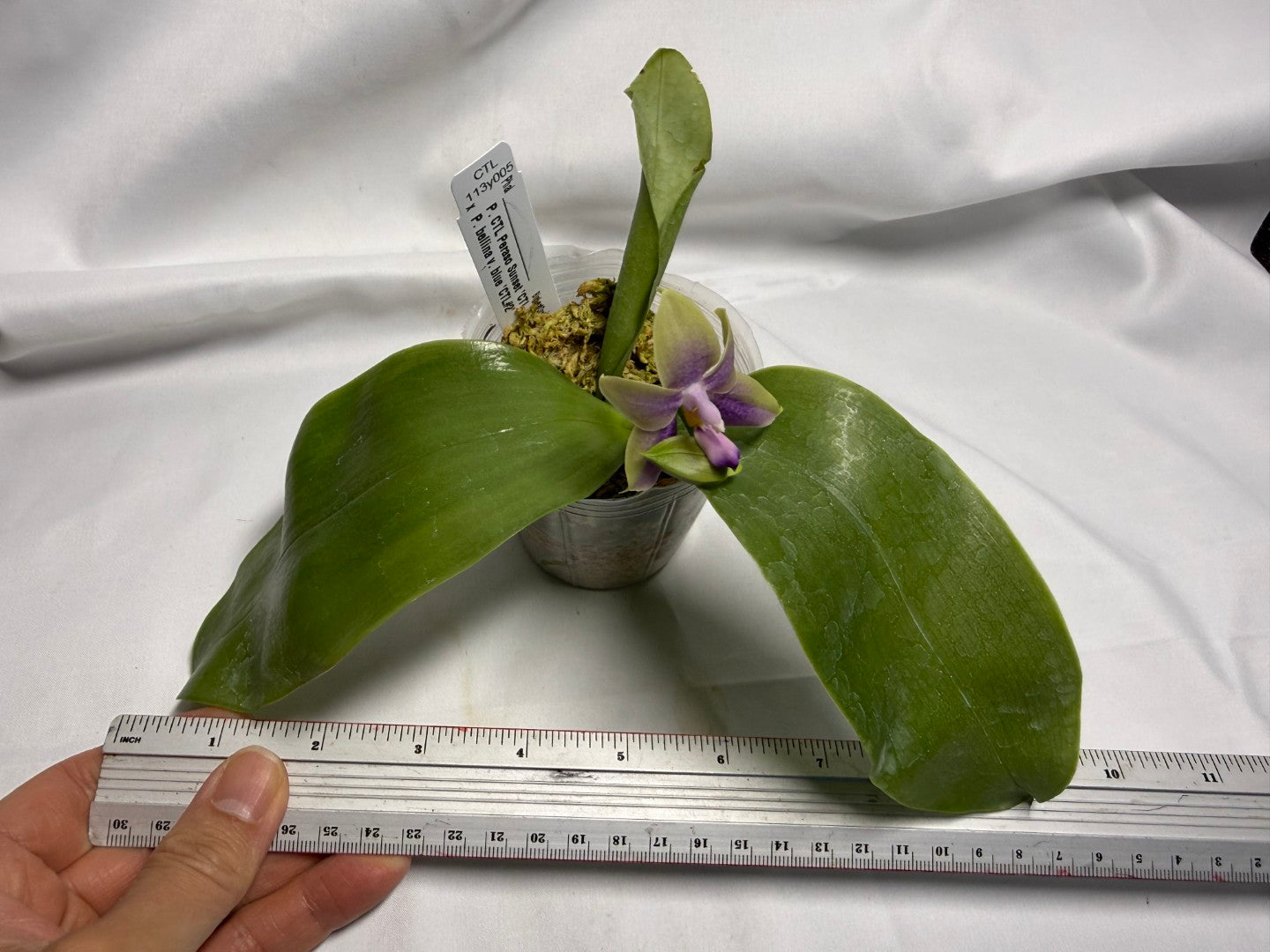 CTL113y005 - Phalaenopsis (CTL Peraso Sunset x bellina) Seed Grown 260612 Flowering (Copy)