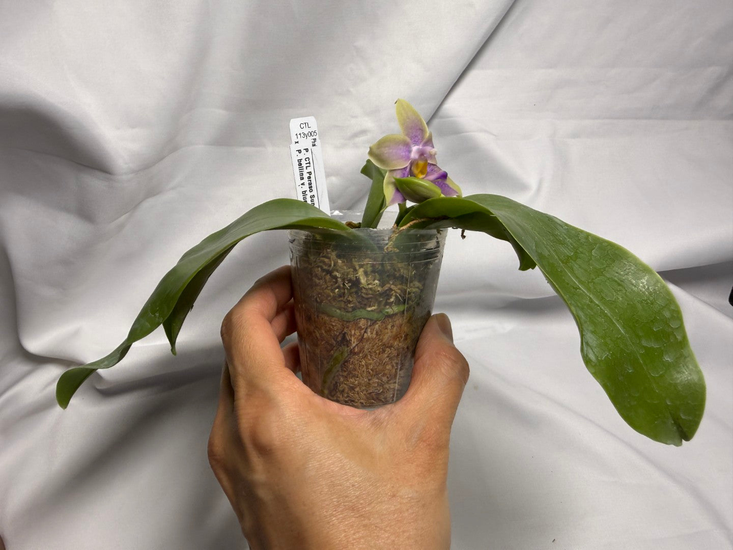 CTL113y005 - Phalaenopsis (CTL Peraso Sunset x bellina) Seed Grown 260612 Flowering (Copy)