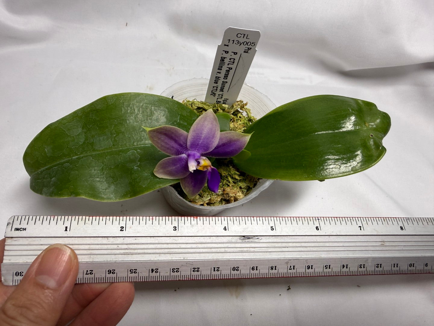 CTL113y005 - Phalaenopsis (CTL Peraso Sunset x bellina) Seed Grown 260614 Flowering