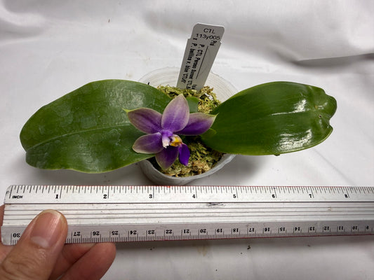 CTL113y005 - Phalaenopsis (CTL Peraso Sunset x bellina) Seed Grown 260614 Flowering