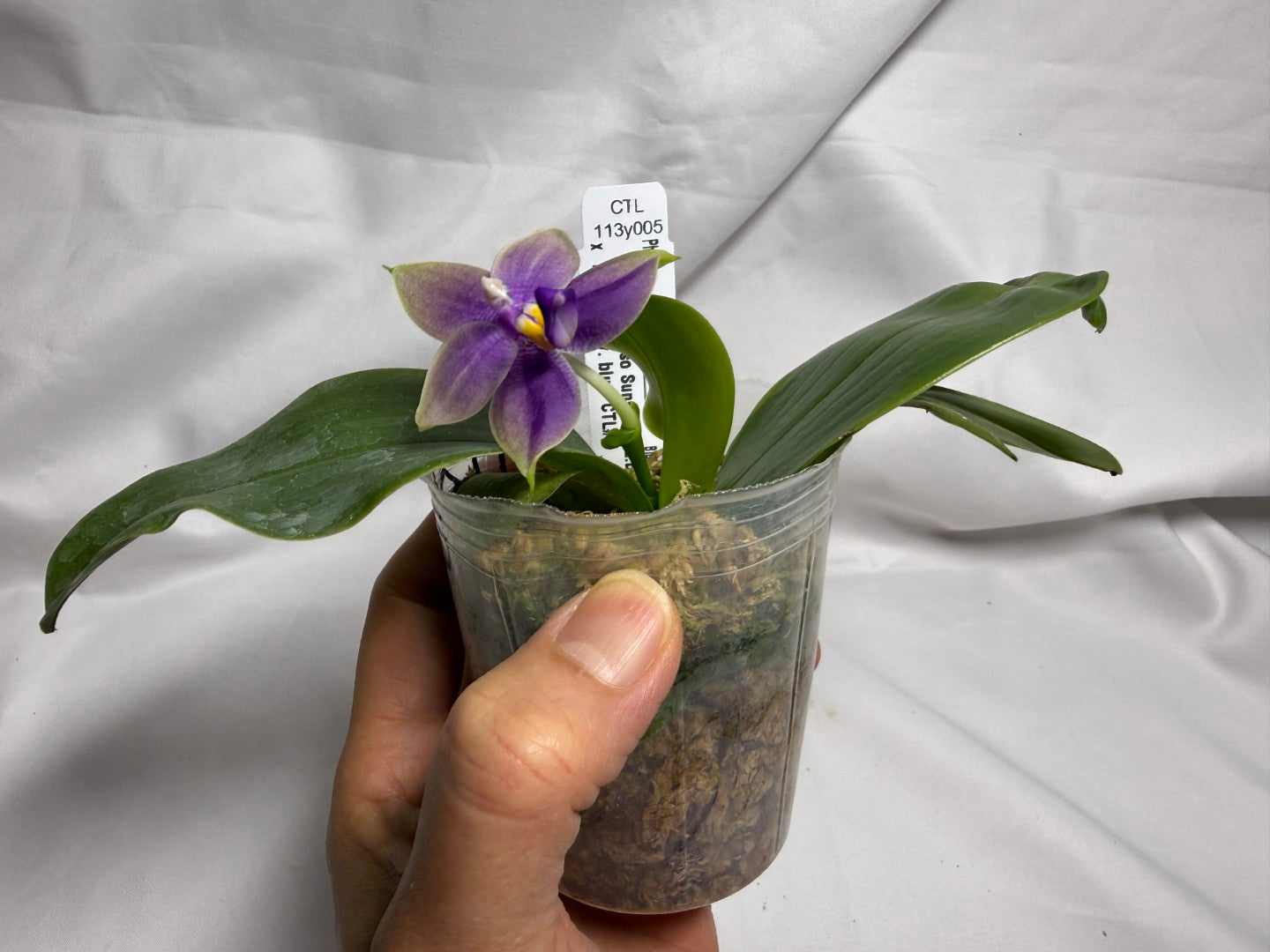 CTL113y005 - Phalaenopsis (CTL Peraso Sunset x bellina) Seed Grown 260614 Flowering