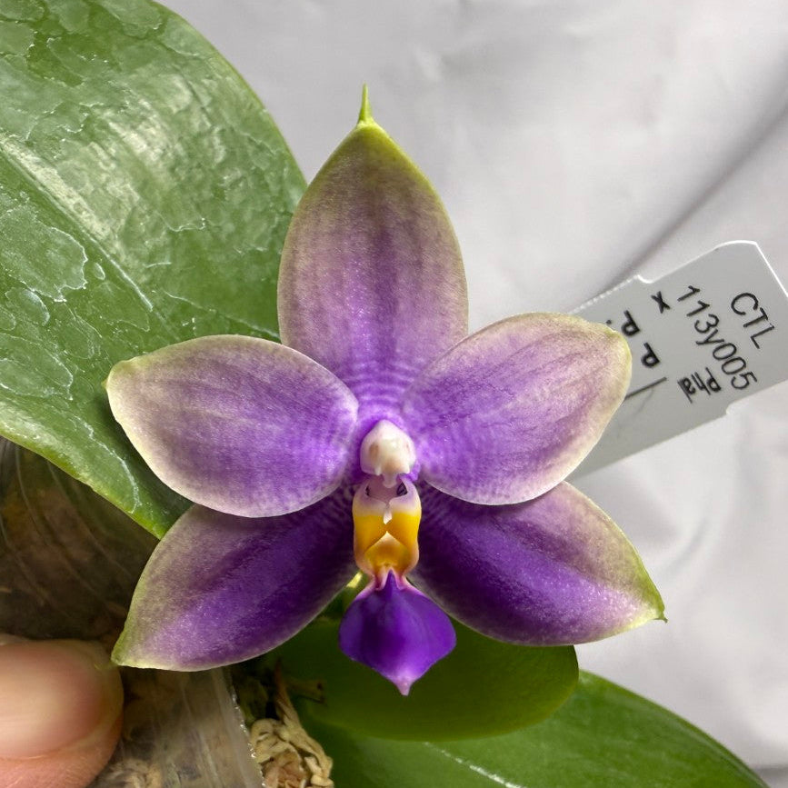 CTL113y005 - Phalaenopsis (CTL Peraso Sunset x bellina) Seed Grown 260614 Flowering