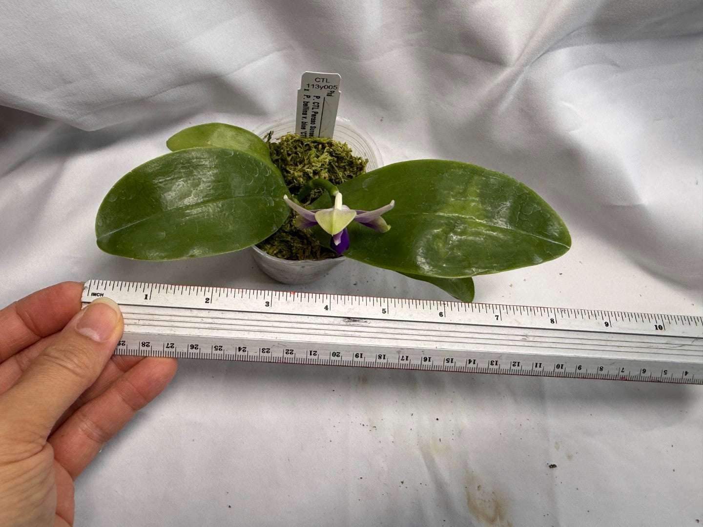 CTL113y005 - Phalaenopsis (CTL Peraso Sunset x bellina) Seed Grown 260626 Flowering
