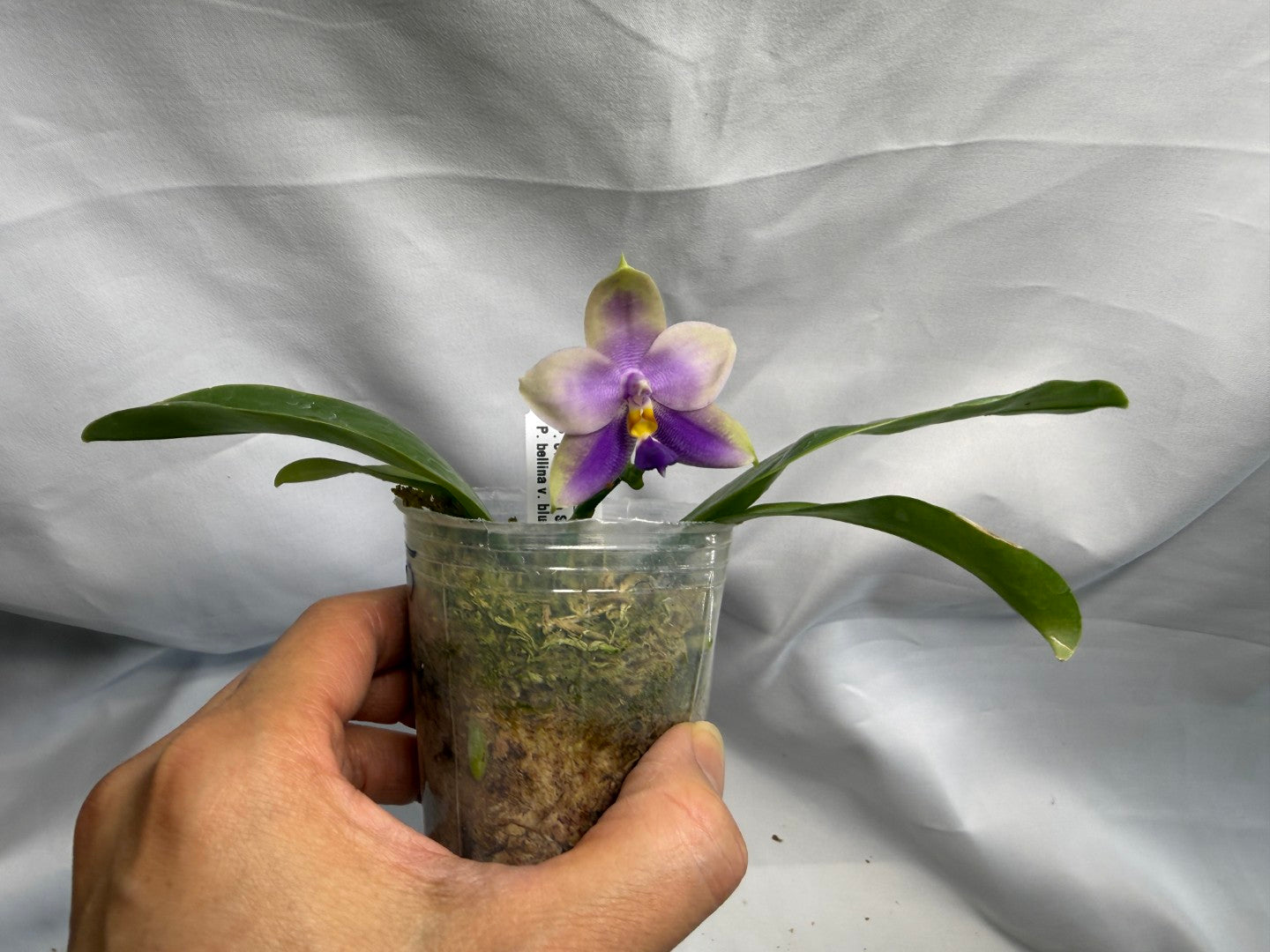 CTL113y005 - Phalaenopsis (CTL Peraso Sunset x bellina) Seed Grown 260626 Flowering