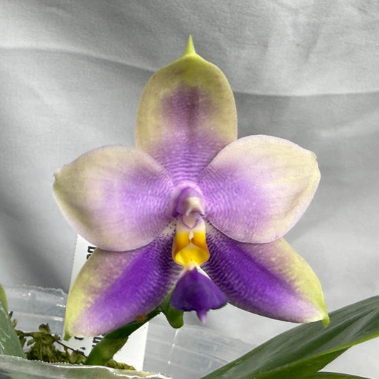 CTL113y005 - Phalaenopsis (CTL Peraso Sunset x bellina) Seed Grown 260626 Flowering