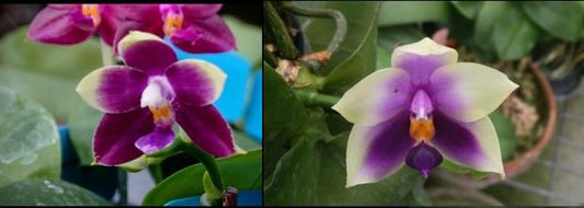 CTL113y005 - Phalaenopsis (CTL Peraso Sunset x bellina) Seed Grown