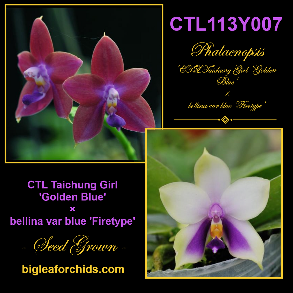 CTL113y007 - Phalaenopsis (CTL Taichung Girl x bellina) Seed Grown