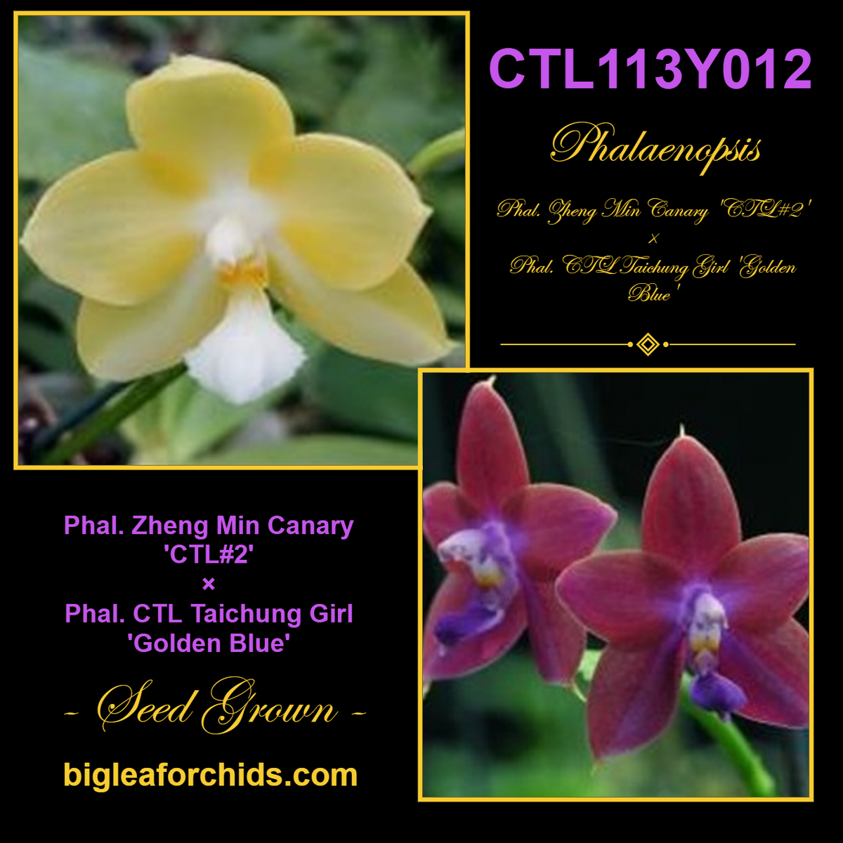 CTL113y012 - Phalaenopsis (Zheng Min Canary X CTL Taichung Girl) Seed Grown