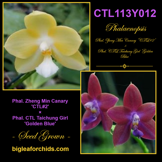 CTL113y012 - Phalaenopsis (Zheng Min Canary X CTL Taichung Girl) Seed Grown