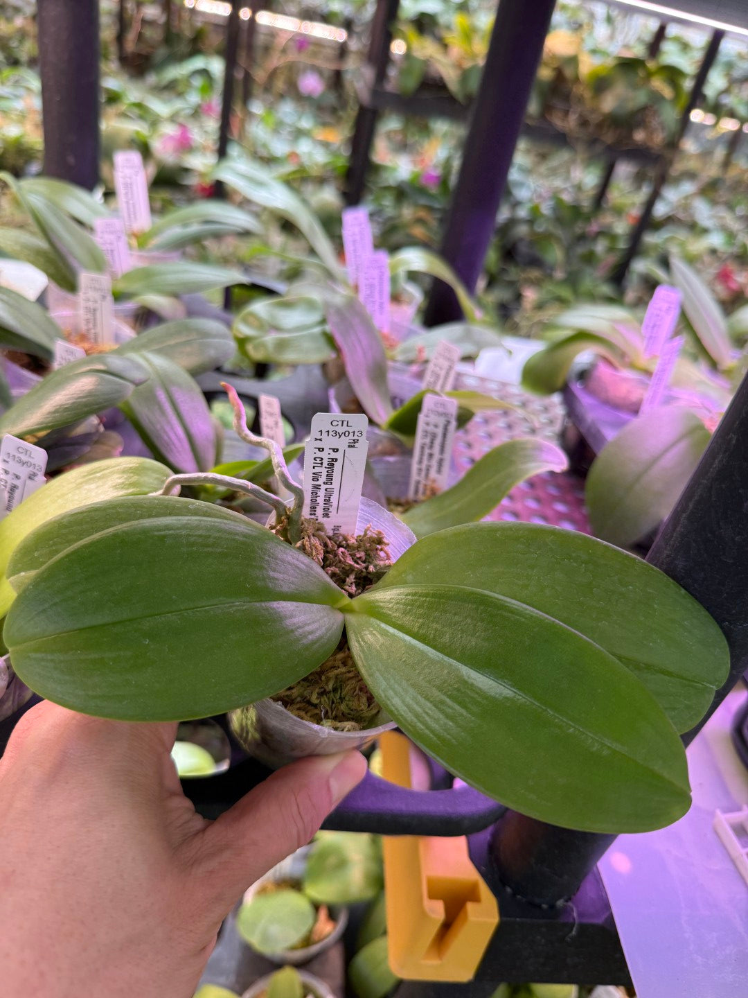 CTL113y013 - Phalaenopsis (Reyoung UltraViolet X CTL Vio Michollens) Seed Grown